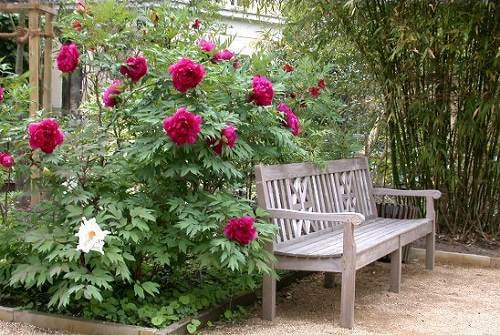 ボタン 育て方 増やし方 挿し木 株分け 接ぎ木 ボタン 育て方 増やし方 挿し木 株分け 接ぎ木