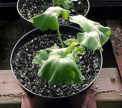 青枯病(細菌類)