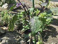 半身萎凋病(ナス)・写真1