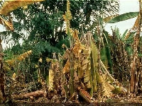 萎凋病(バナナ)・写真2