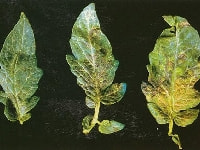 萎凋病(トマト)・写真3