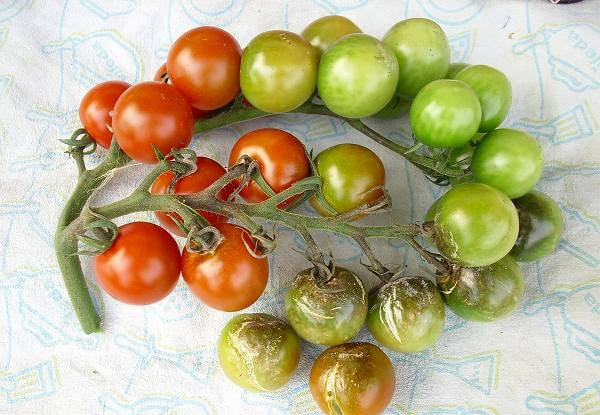 疫病褐色腐敗病 症状 対策 予防 疫病褐色腐敗病 症状 対策 予防