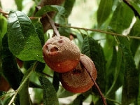 萎凋病(病斑)・写真2