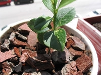 うどんこ病・写真1