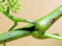 枝枯病(病斑)・写真1