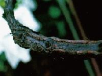 枝膨病(ブドウ)・写真3