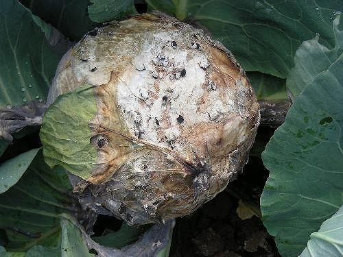 菌核病 症状 対策 予防 菌核病 症状 対策 予防