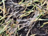 菌核病(株)・写真2