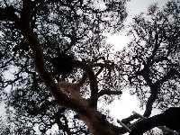 がんしゅ病・写真2