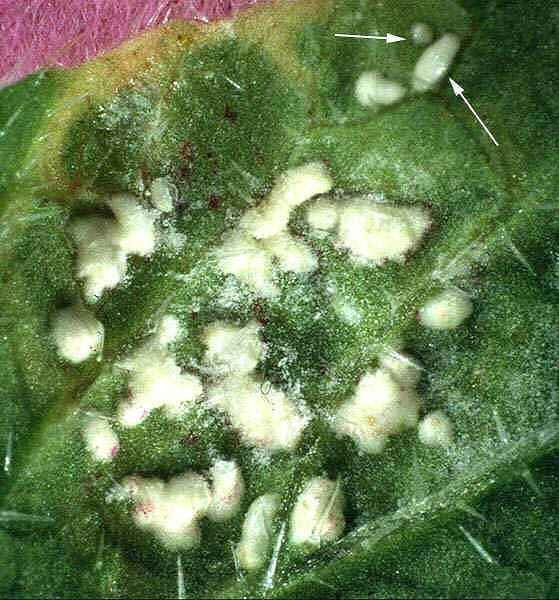 さび病 症状 対策 予防 さび病 症状 対策 予防