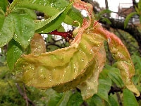 縮葉病(桃)・写真1