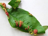 縮葉病(桃の葉)・写真2