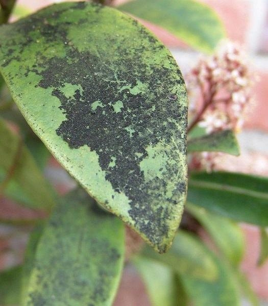 すす病 症状 対策 予防 すす病 症状 対策 予防
