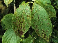 とうそう病(ハナミズキ)・写真3