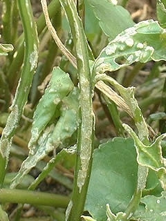 そうか病 とうそう病 症状 対策 予防 そうか病 とうそう病 症状 対策 予防