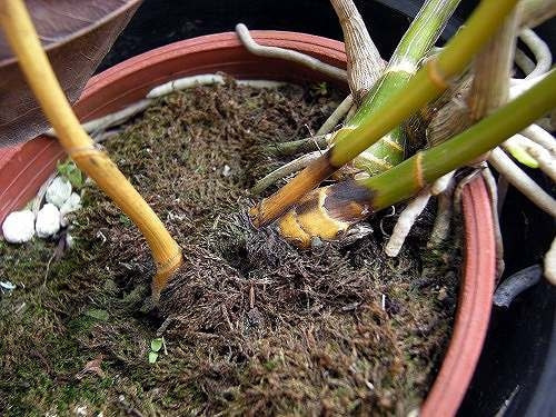 立枯性病害 立枯病 茎腐病等 症状 対策 予防 立枯性病害 立枯病 茎腐病等 症状 対策 予防