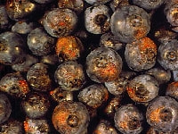 炭疽病・晩腐病(果実)・写真2