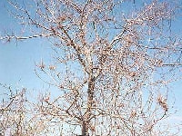 てんぐ巣病・写真1