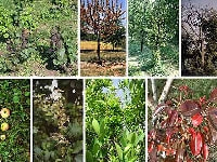 てんぐ巣病(症状)・写真3