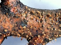 胴枯病(ボツボツ)・写真3