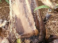 軟腐病(腐敗)・写真2