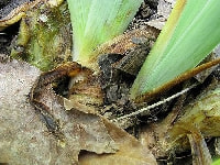 軟腐病(異臭)・写真1