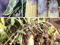 軟腐病(ダイコン・トウモロコシ)・写真3