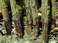 根黒斑病(斑点)・写真1