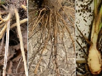 軟腐病(種類)・写真3