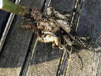 根こぶ病(カリフラワー)・写真1