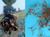 根こぶ病(症状)・写真3