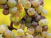 灰色カビ病(ブドウ)・写真2