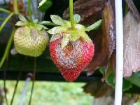 灰色カビ病 症状 対策 予防