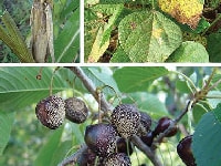 灰星病(さくらんぼ)・写真2