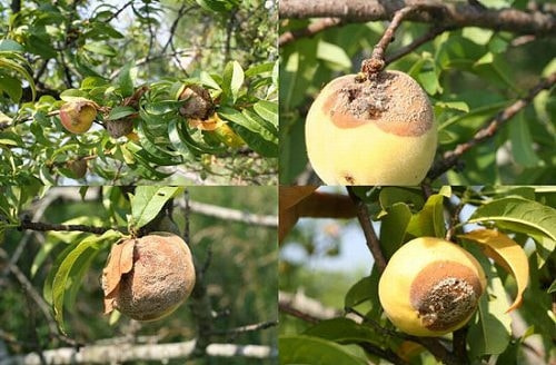 灰星病 症状 対策 予防 灰星病 症状 対策 予防