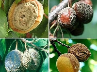 灰星病(果物)・写真3