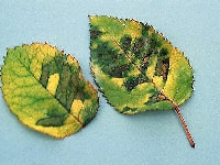 べと病・薔薇(バラ)・写真3