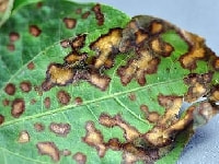 斑点性の細菌病 症状 対策 予防 斑点性の細菌病 症状 対策 予防