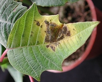 斑点性の細菌病 症状 対策 予防