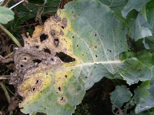 斑点性の細菌病 症状 対策 予防 斑点性の細菌病 症状 対策 予防