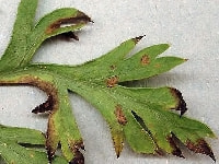 葉枯細菌病・写真5