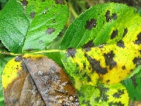 黒星病・薔薇(バラ)・写真2