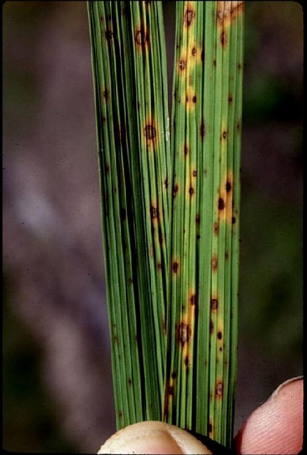 斑点性の糸状菌病 症状 対策 予防 斑点性の糸状菌病 症状 対策 予防