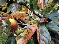 円星落葉病(カキ)・写真2