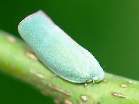 アオバハゴロモ(害虫)・写真2