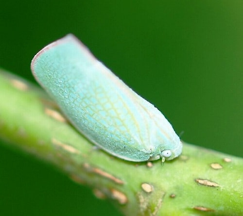 アオバハゴロモ