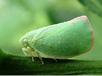 アオバハゴロモ(害虫)・写真1