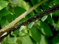 アオバハゴロモ(害虫)・写真3