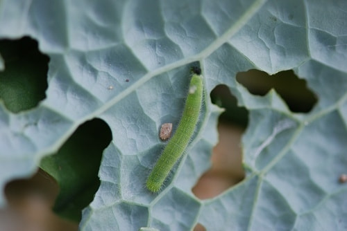 アオムシ モンシロチョウ 症状 対策 予防 植物の害虫 アオムシ モンシロチョウ 症状 対策 予防 植物の害虫