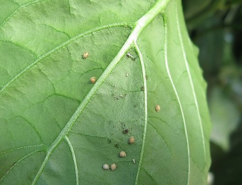 アブラムシ類 症状 対策 予防 植物の害虫 アブラムシ類 症状 対策 予防 植物の害虫